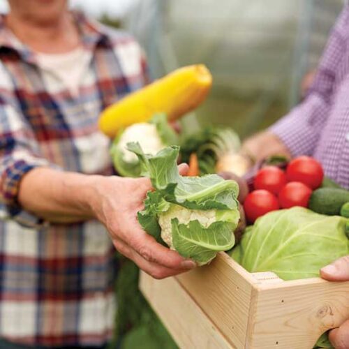 Fall Harvests for Those in Need